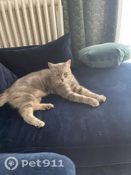 Chat tatoué trouvé le 22/08 à Orgeval - photo