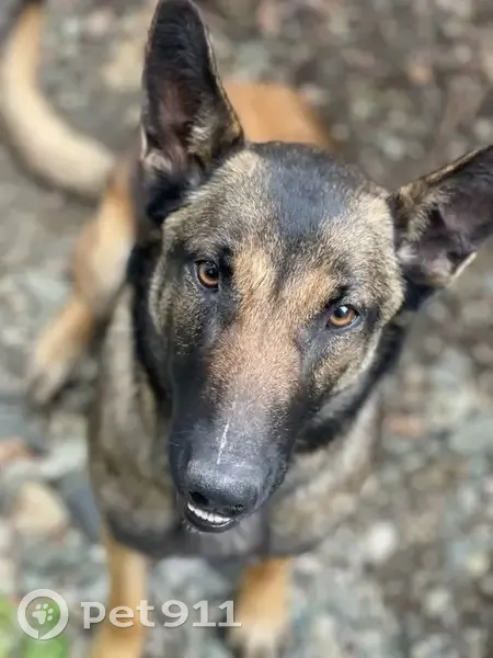 Chienne malinoise perdue à Cervione - photo