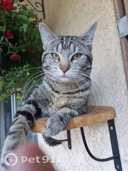 Chat perdu à Gap, Rue de Valserres - photo