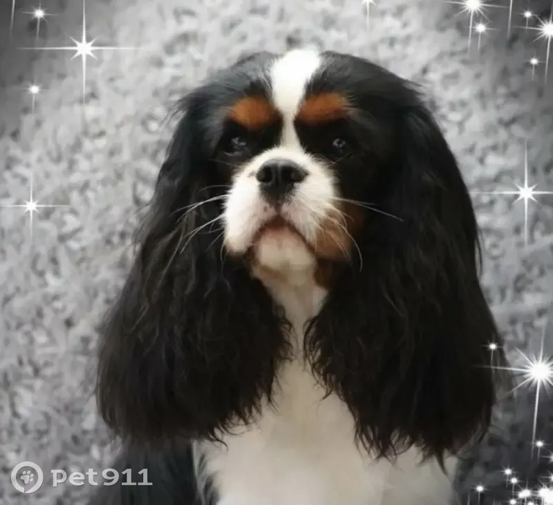 Chien disparu à Aix-en-Pévèle: Aidez SVP - photo