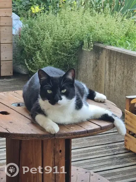 Chat mâle noir et blanc disparu à Chambéry - photo