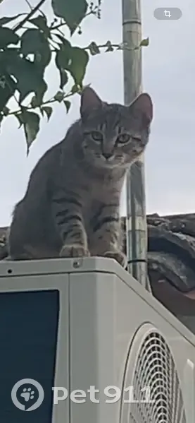 Chaton tigré gris clair perdu à Claret - photo