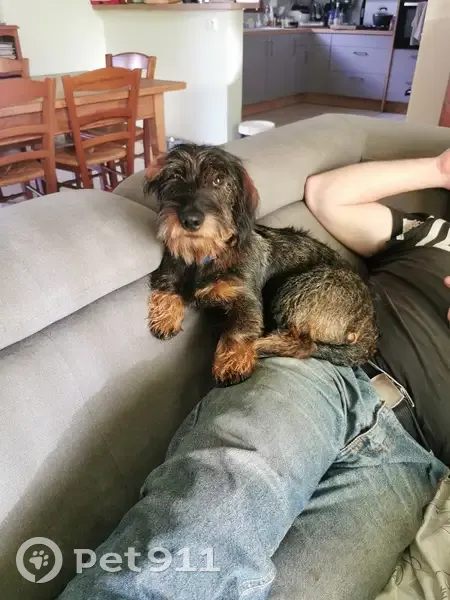 Chien perdu : Voyou, teckel noir et feu, 7 mois - photo