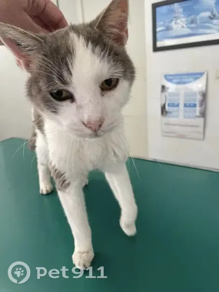 Chat mâle castré trouvé à Ondres (40) - photo