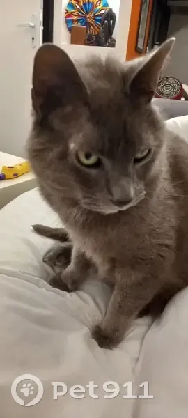 Chat gris perdu, mâle castré, Rue Salengro - photo