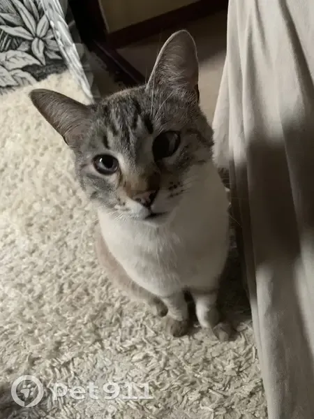 Chat mâle disparu, crème et gris, 3 ans - photo