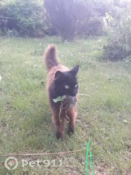 Chatte angora noire perdue à Saint-Maurice - photo