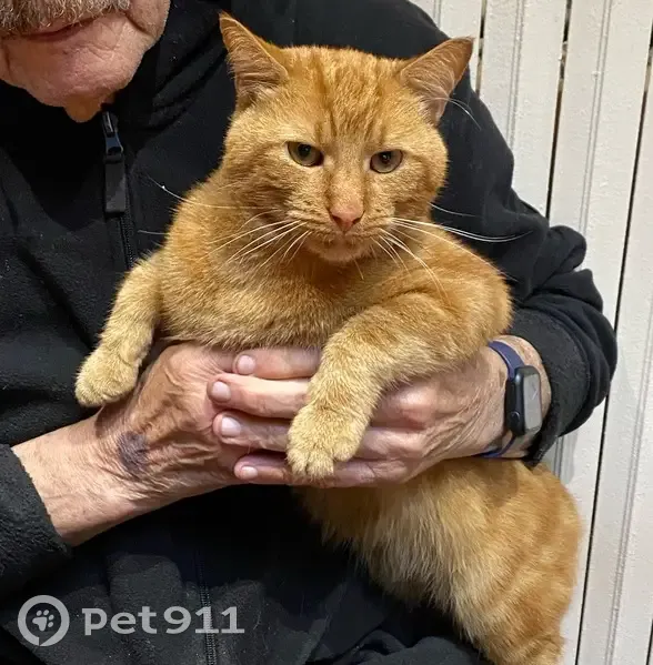 Chat trouvé le 15 août à Melun - photo