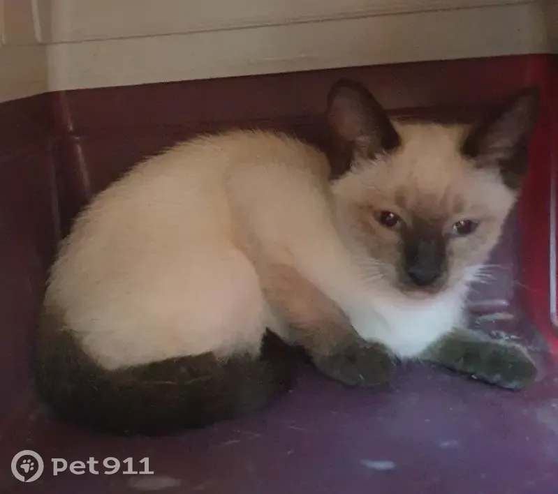 Chaton siamois perdu, Chemin de Garibondy - photo