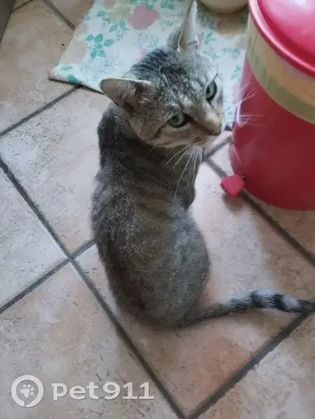 Chat errant attend ses maîtres depuis 2 ans - photo