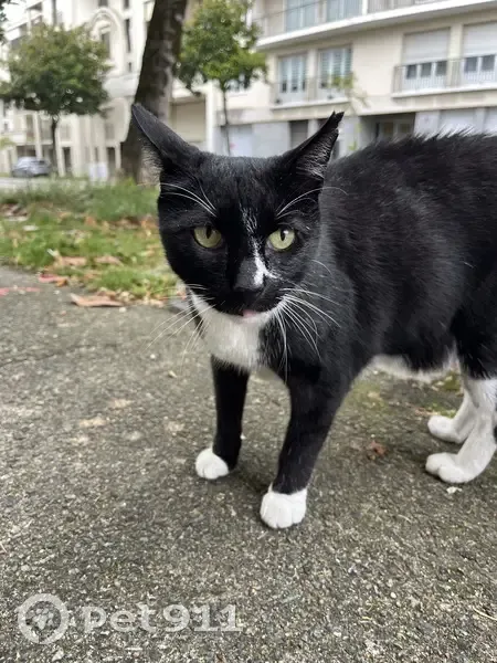 Chat noir et blanc trouvé à Nantes - photo