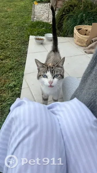 Chat trouvé à Touvre, propriétaire recherché - photo