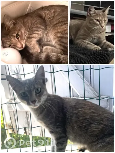 Chatte Tigrée Perdue à Gignac-la-Nerthe - photo
