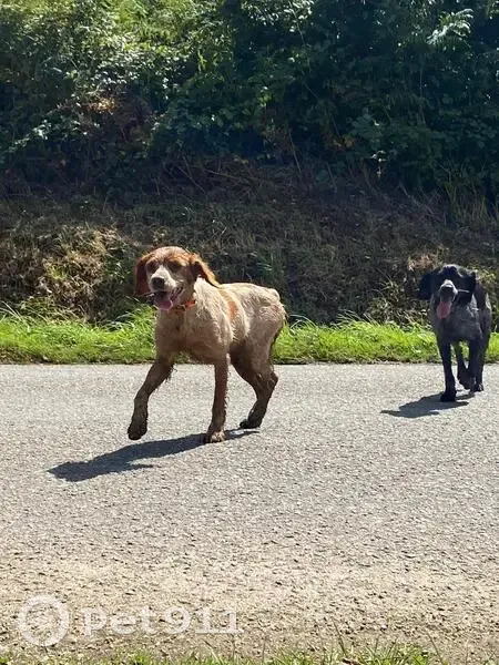 Épagneuls bretons errants à Plounéour-Ménez - photo