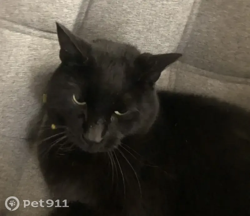 Chat noir perdu au Square de Chanaleilles - photo