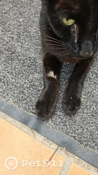 Chat trouvé maigre à Clamart, Rue Gabriel Péri - photo