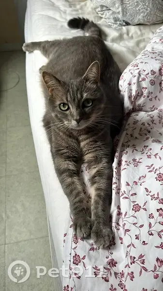 Chat perdu à Sorigny : Pépito, mâle européen - photo