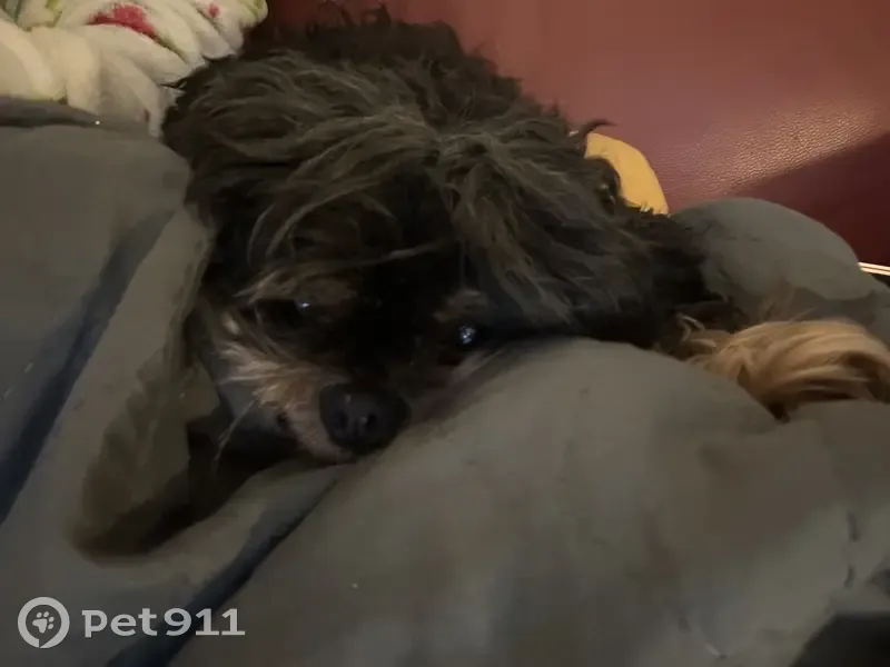 Petit Shi Tzu noir et feu perdu à Bordeaux - photo