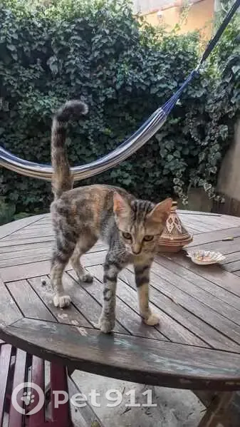Chaton femelle trouvé à Avignon - photo