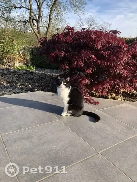 Chat noir et blanc perdu à Beaulieu-sur-Layon - photo