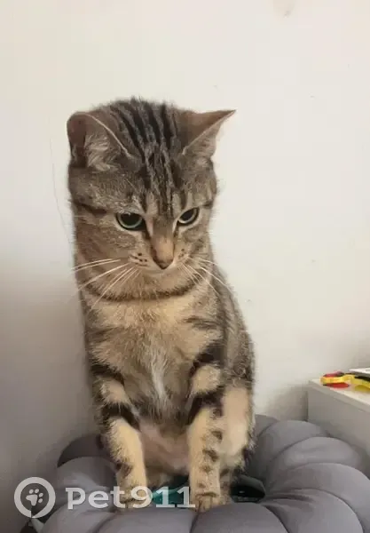 Chatte tigrée grise perdue à Lorient - photo
