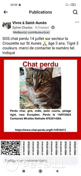 Chat tigré mâle disparu à Saint-Aunès - photo
