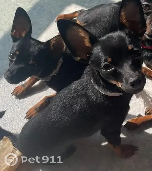 URGENT: Chiot femelle disparu à Paris 13e - photo