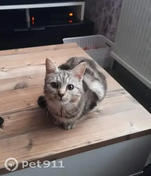 Chatte stérilisée noire perdue à Haybes - photo
