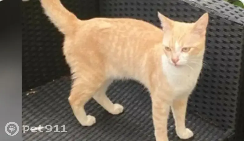 Chat mâle roux et blanc trouvé à Montgeron - photo