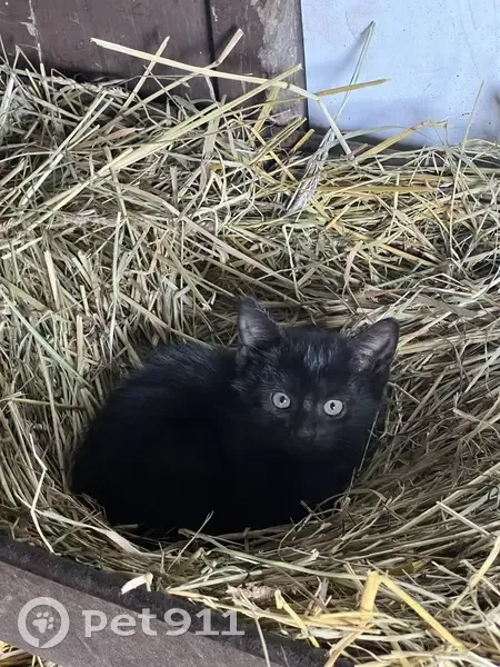 Chatons à donner : 4 disponibles à Conty - photo