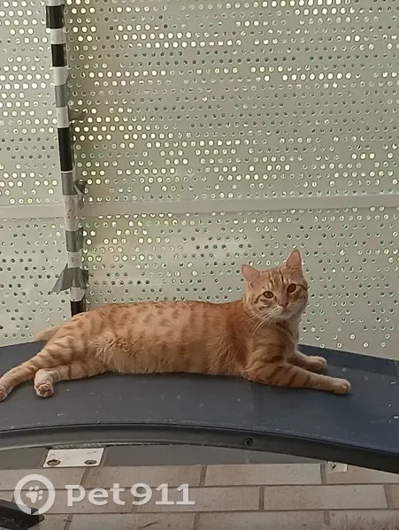 Chat tigré roux perdu, 1 an, Lempdes - photo