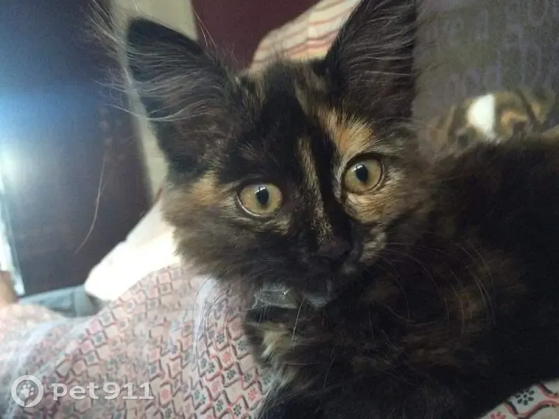 Chatte Nala disparue à Marly (59) - photo