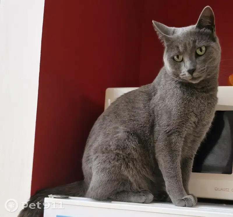 Chatte européenne Thya disparue à Nailloux - photo