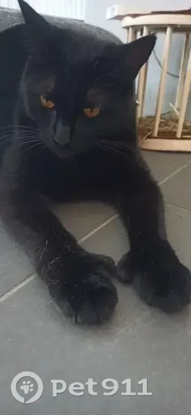 Chat noir perdu près de la rue de Romagnat - photo