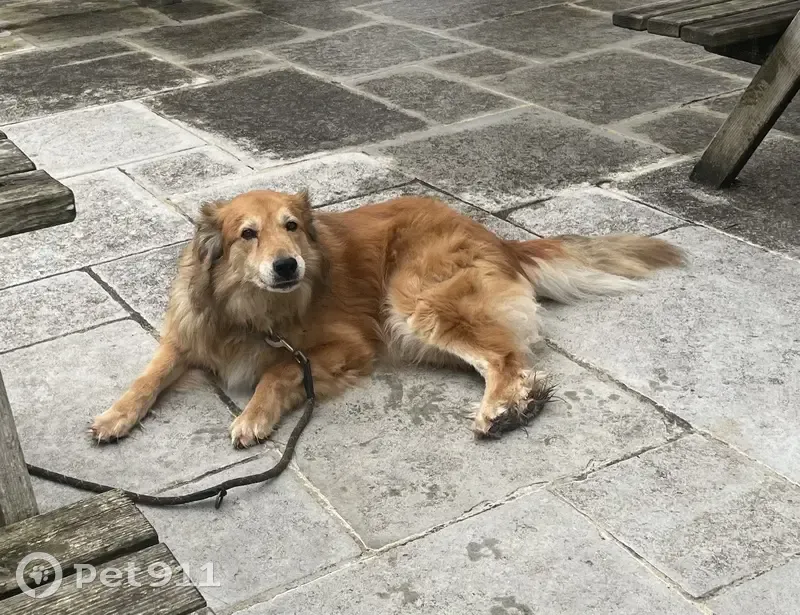 Chien labrit et labrador fugue à Espelette - photo