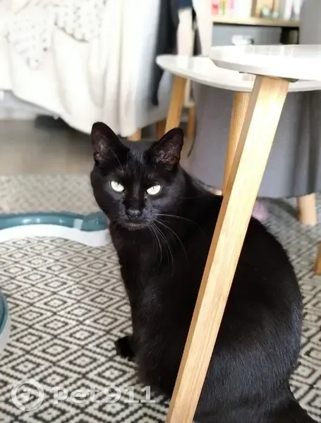 Chatte noire disparue, 10 ans, Rochefort - photo
