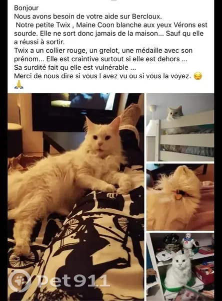 Chatte sourde blanche 2 ans perdue à Bercloux - photo