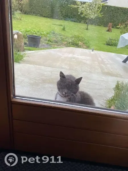 Chatte trouvée à Bois-d'Ennebourg - photo
