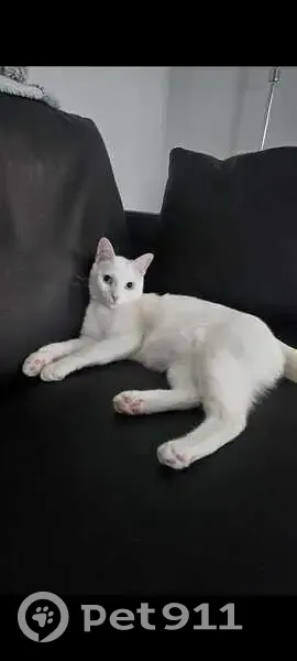 Chat blanc sourd aux yeux bleus perdu à Bièvres - photo