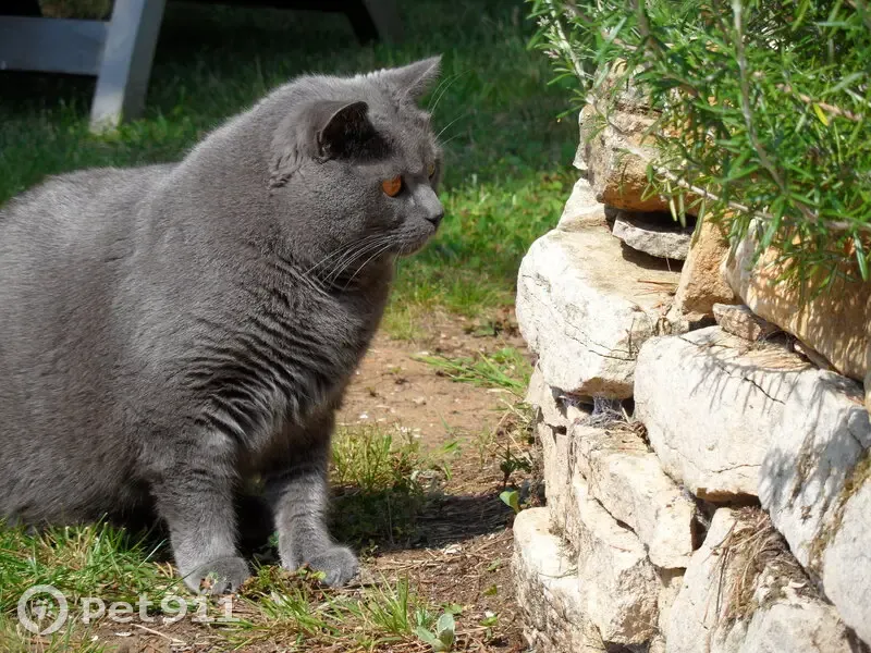 Chat chartreux mâle perdu, Rue Pasteur, Malzéville - photo