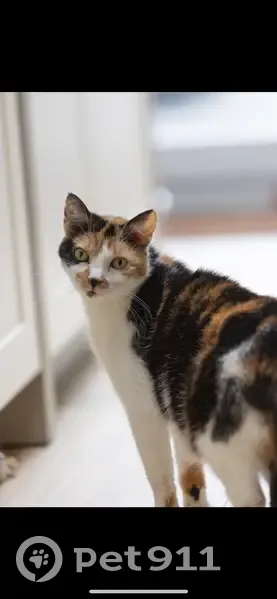 Chat disparu: Lilou 13 ans, Rue Volta, Lambersart - photo