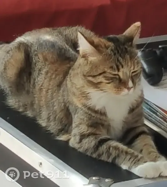 Chatte tigrée disparue à La Plaine-sur-Mer - photo