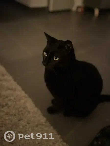 Chat noir mâle perdu à Mérignac - photo