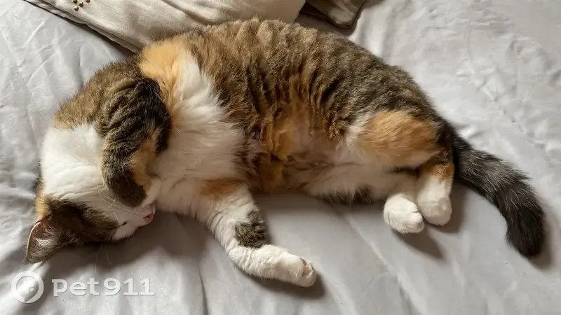 Chatte tricolore Yuki disparue à Vichy - photo