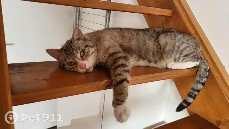 Chat mâle diabétique disparu à Audincourt - photo