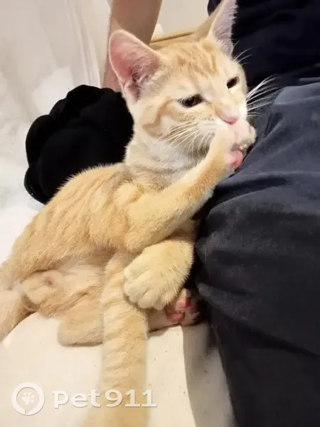 Chaton roux câlin trouvé à Bordeaux - photo