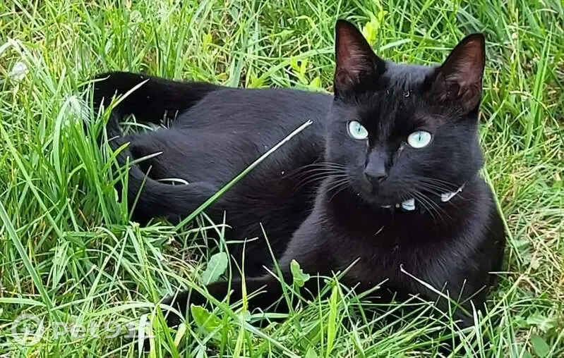 Chatte noire disparue à Fleurines - photo