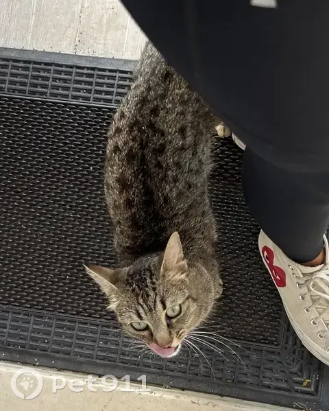 Chat disparu, tatoué, 2 traits oreille droite - photo