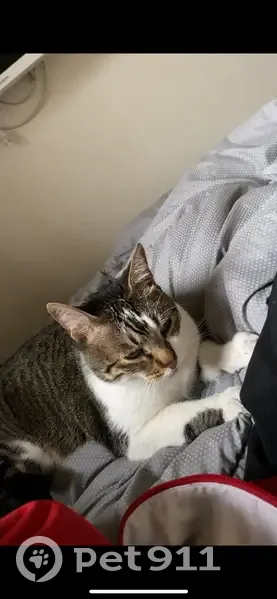 Chat peureux disparu à Saint-Étienne - photo