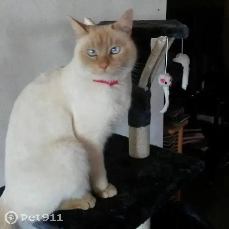 Chat perdu, yeux bleus, louche, Sonnay - photo